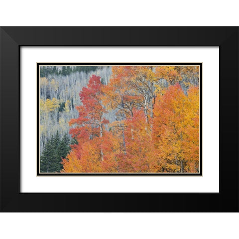CO, San Juan Mts Aspen trees in autumn colors Black Modern Wood Framed Art Print with Double Matting by Grall, Don