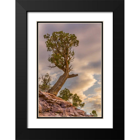 CO, Fruita Juniper at sunrise in Colorado NM Black Modern Wood Framed Art Print with Double Matting by Lord, Fred