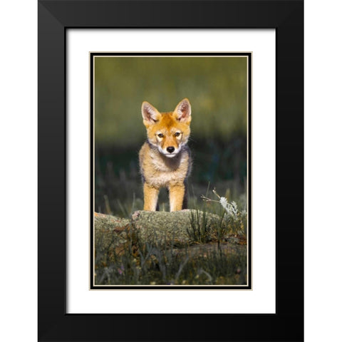 Colorado, Rocky Mountain NP Curious young coyote Black Modern Wood Framed Art Print with Double Matting by Lord, Fred