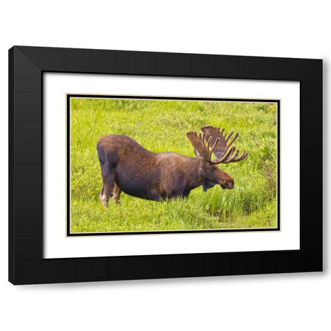 CO, Cameron Pass Bull moose with velvet antlers Black Modern Wood Framed Art Print with Double Matting by Lord, Fred