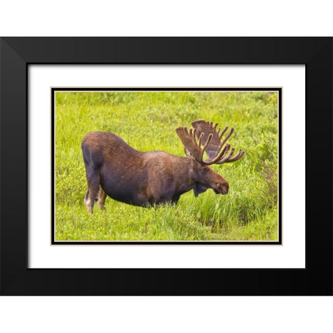 CO, Cameron Pass Bull moose with velvet antlers Black Modern Wood Framed Art Print with Double Matting by Lord, Fred
