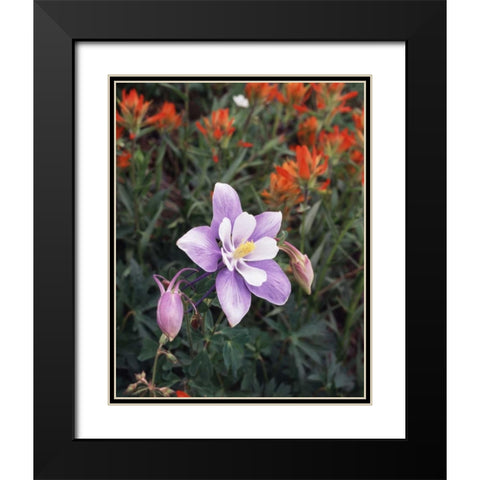 CO, Columbine flower in Yankee Boy Basin Black Modern Wood Framed Art Print with Double Matting by Talbot Frank, Christopher