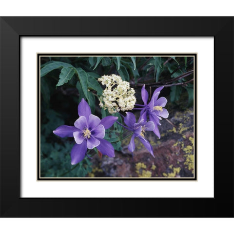 CO, Mutant Columbine flowers in the Rocky Mts Black Modern Wood Framed Art Print with Double Matting by Talbot Frank, Christopher