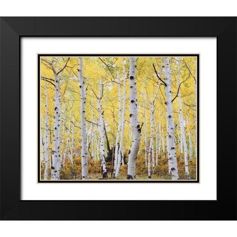 Colorado, Rocky Mts, Fall colors of Aspen trees Black Modern Wood Framed Art Print with Double Matting by Talbot Frank, Christopher
