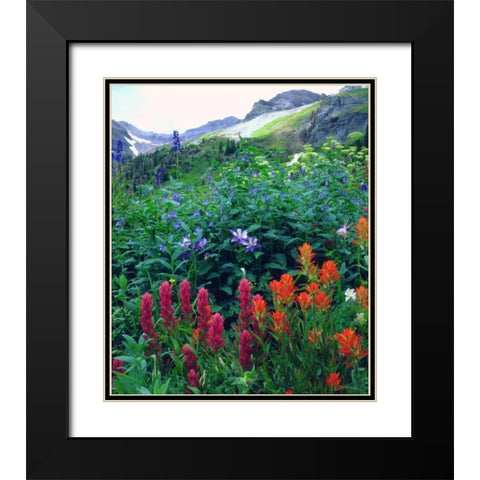 CO, flowers in Yankee Boy Basin in the Rocky Mts Black Modern Wood Framed Art Print with Double Matting by Talbot Frank, Christopher