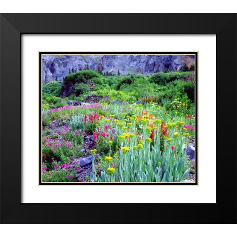 CO, flowers in Yankee Boy Basin in the Rocky Mts Black Modern Wood Framed Art Print with Double Matting by Talbot Frank, Christopher