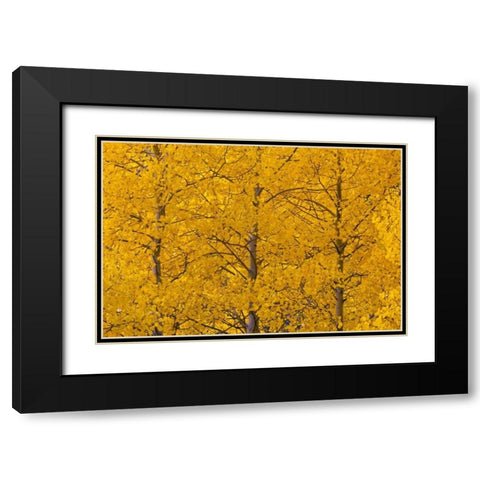 CO, Rocky Mts, Castle Valley Aspens in autumn Black Modern Wood Framed Art Print with Double Matting by Illg, Cathy and Gordon