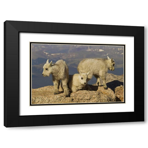 Colorado, Mount Evans Three mountain goat kids Black Modern Wood Framed Art Print with Double Matting by Illg, Cathy and Gordon