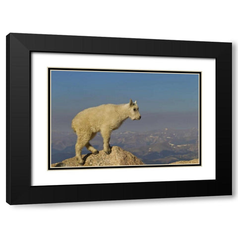 CO, Mount Evans Side view of mountain goat kid Black Modern Wood Framed Art Print with Double Matting by Illg, Cathy and Gordon