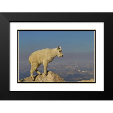 CO, Mount Evans Side view of mountain goat kid Black Modern Wood Framed Art Print with Double Matting by Illg, Cathy and Gordon
