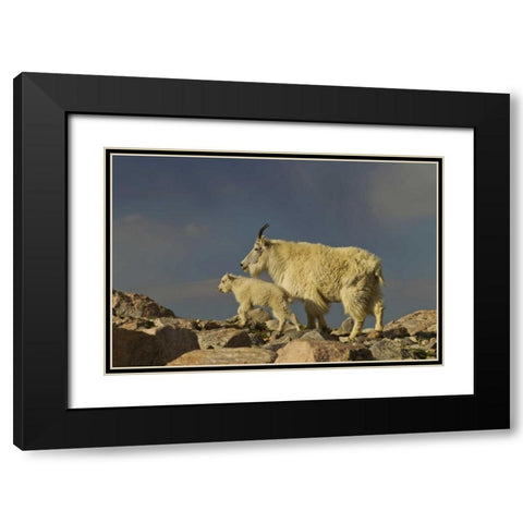 Colorado, Mount Evans Mountain goat and kid Black Modern Wood Framed Art Print with Double Matting by Illg, Cathy and Gordon