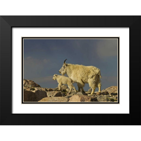 Colorado, Mount Evans Mountain goat and kid Black Modern Wood Framed Art Print with Double Matting by Illg, Cathy and Gordon