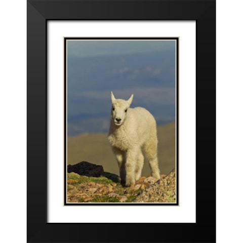 CO, Mount Evans Front view of mountain goat kid Black Modern Wood Framed Art Print with Double Matting by Illg, Cathy and Gordon