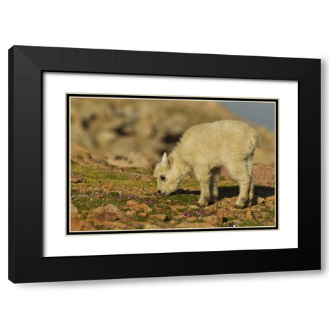 CO, Mt Evans Mountain goat feeding on flowers Black Modern Wood Framed Art Print with Double Matting by Illg, Cathy and Gordon