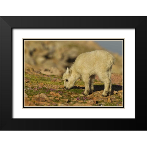 CO, Mt Evans Mountain goat feeding on flowers Black Modern Wood Framed Art Print with Double Matting by Illg, Cathy and Gordon