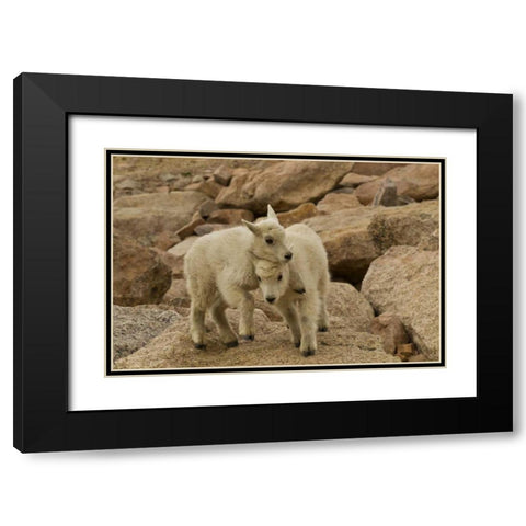 CO, Mt Evans Mountain goat kids playing on rock Black Modern Wood Framed Art Print with Double Matting by Illg, Cathy and Gordon