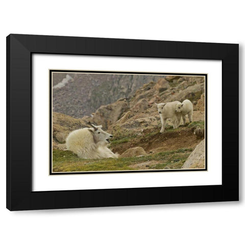 CO, Mt Evans Mountain goat kids and nanny Black Modern Wood Framed Art Print with Double Matting by Illg, Cathy and Gordon