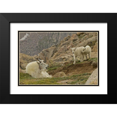 CO, Mt Evans Mountain goat kids and nanny Black Modern Wood Framed Art Print with Double Matting by Illg, Cathy and Gordon