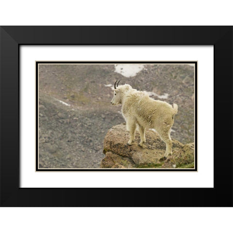 CO, Mt Evans Mountain goat yearling and scenery Black Modern Wood Framed Art Print with Double Matting by Illg, Cathy and Gordon