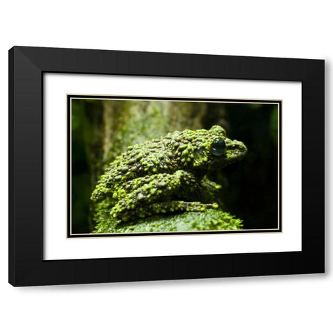 Colorado, Denver Close-up of mossy frog Black Modern Wood Framed Art Print with Double Matting by Illg, Cathy and Gordon