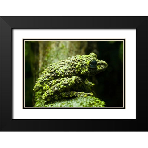 Colorado, Denver Close-up of mossy frog Black Modern Wood Framed Art Print with Double Matting by Illg, Cathy and Gordon