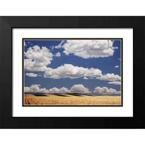 CO, Wheat fields in western part of state Black Modern Wood Framed Art Print with Double Matting by Flaherty, Dennis