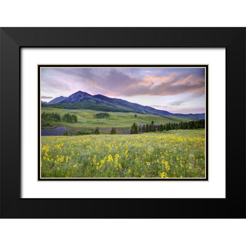 CO, Crested Butte Flowers and mountain Black Modern Wood Framed Art Print with Double Matting by Flaherty, Dennis
