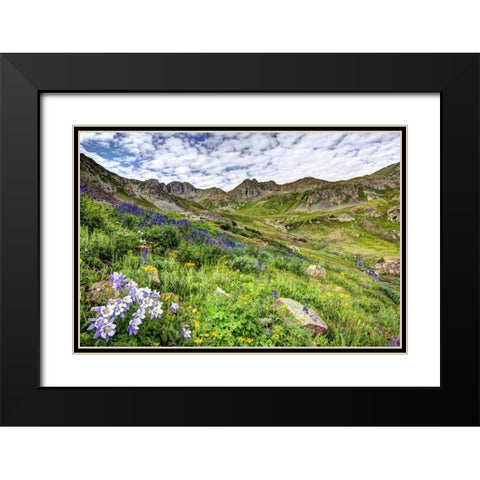 Colorado, San Juan Mts, flowers in American Basin Black Modern Wood Framed Art Print with Double Matting by Flaherty, Dennis