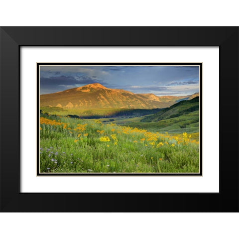 CO, Crested Butte Landscape of mountain flowers Black Modern Wood Framed Art Print with Double Matting by Flaherty, Dennis