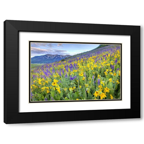 CO, Crested Butte Flowers on hillside Black Modern Wood Framed Art Print with Double Matting by Flaherty, Dennis