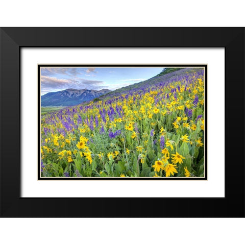 CO, Crested Butte Flowers on hillside Black Modern Wood Framed Art Print with Double Matting by Flaherty, Dennis