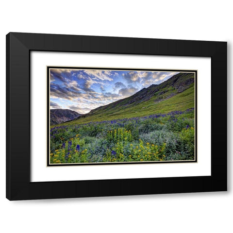 Colorado, San Juan Mts, flowers in American Basin Black Modern Wood Framed Art Print with Double Matting by Flaherty, Dennis