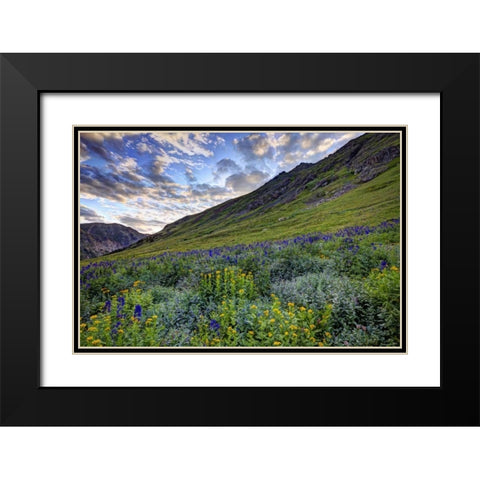 Colorado, San Juan Mts, flowers in American Basin Black Modern Wood Framed Art Print with Double Matting by Flaherty, Dennis