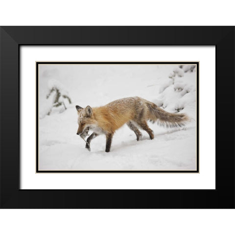 Colorado, Pike NF Red fox carrying meadow vole Black Modern Wood Framed Art Print with Double Matting by Grall, Don