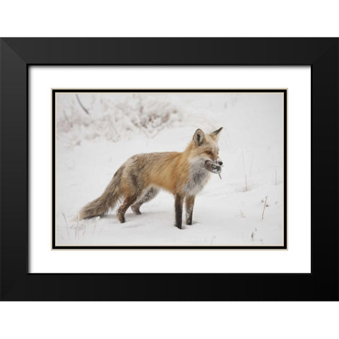 Colorado, Pike NF Red fox carrying meadow vole Black Modern Wood Framed Art Print with Double Matting by Grall, Don