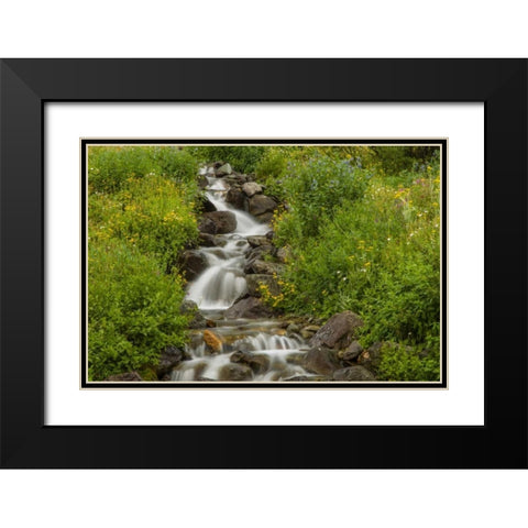 Colorado, San Juan Mts flowers next to stream Black Modern Wood Framed Art Print with Double Matting by Illg, Cathy and Gordon