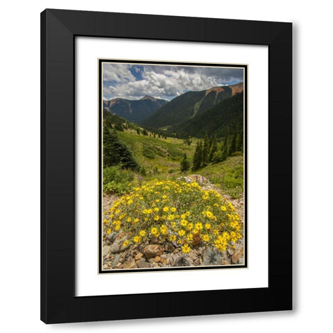 Colorado, San Juan Mts flowers in Ophir Pass Black Modern Wood Framed Art Print with Double Matting by Illg, Cathy and Gordon