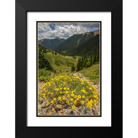 Colorado, San Juan Mts flowers in Ophir Pass Black Modern Wood Framed Art Print with Double Matting by Illg, Cathy and Gordon