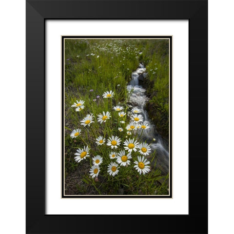 Colorado, San Juan Mts Daisies next to stream Black Modern Wood Framed Art Print with Double Matting by Illg, Cathy and Gordon