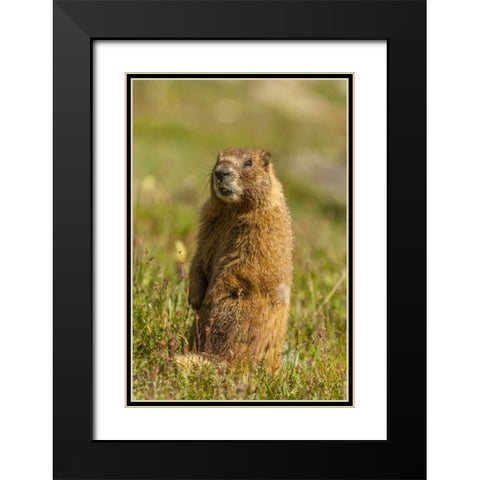 CO, San Juan Mts Yellow-bellied marmot in grass Black Modern Wood Framed Art Print with Double Matting by Illg, Cathy and Gordon