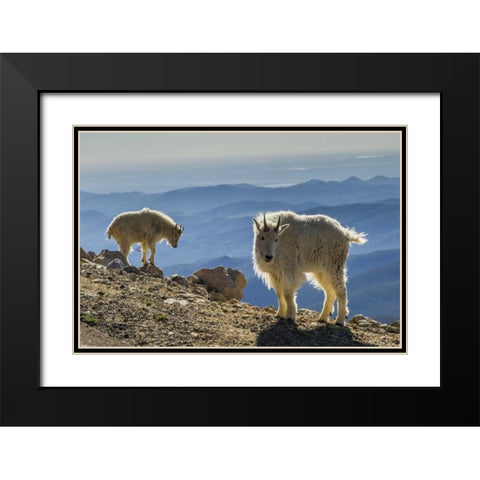 Colorado, Mt Evans Mountain goats and scenery Black Modern Wood Framed Art Print with Double Matting by Illg, Cathy and Gordon