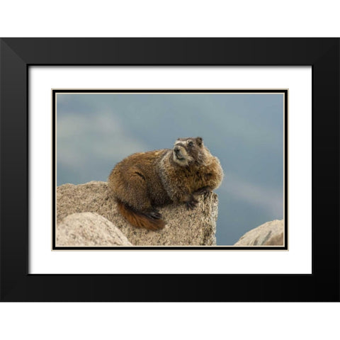 CO, San Juan Mts Yellow-bellied marmot on rock Black Modern Wood Framed Art Print with Double Matting by Illg, Cathy and Gordon
