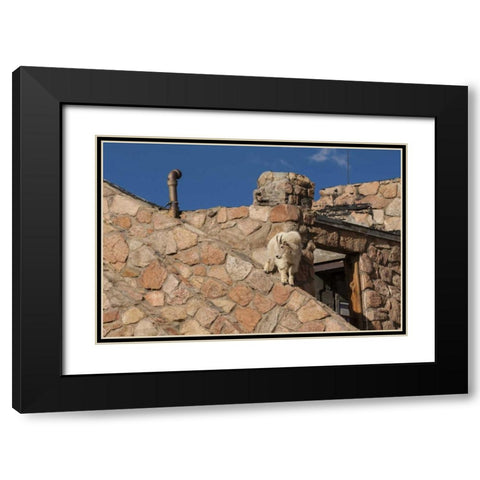 CO, Mt Evans Mountain goat climbs a building Black Modern Wood Framed Art Print with Double Matting by Illg, Cathy and Gordon