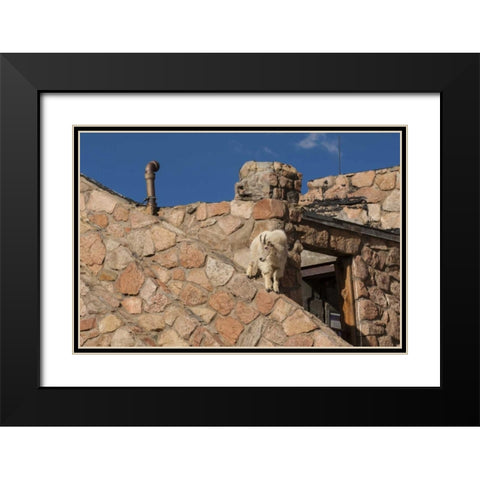 CO, Mt Evans Mountain goat climbs a building Black Modern Wood Framed Art Print with Double Matting by Illg, Cathy and Gordon