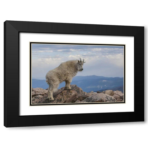 CO, Mt Evans Mountain goat stands against sky Black Modern Wood Framed Art Print with Double Matting by Illg, Cathy and Gordon