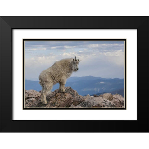 CO, Mt Evans Mountain goat stands against sky Black Modern Wood Framed Art Print with Double Matting by Illg, Cathy and Gordon