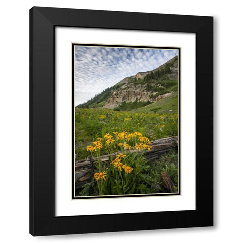 Colorado, Crested Butte Wildflowers and old log Black Modern Wood Framed Art Print with Double Matting by Illg, Cathy and Gordon