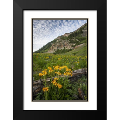 Colorado, Crested Butte Wildflowers and old log Black Modern Wood Framed Art Print with Double Matting by Illg, Cathy and Gordon