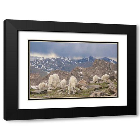 Colorado, Mt Evans Mountain goat herd grazing Black Modern Wood Framed Art Print with Double Matting by Illg, Cathy and Gordon