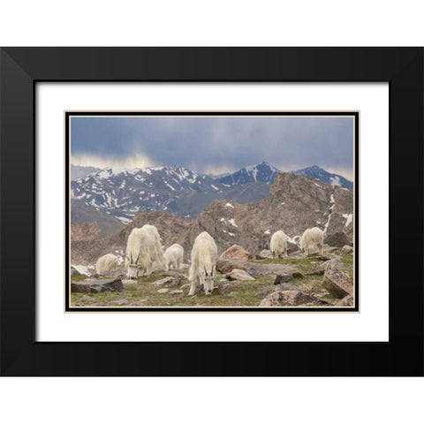 Colorado, Mt Evans Mountain goat herd grazing Black Modern Wood Framed Art Print with Double Matting by Illg, Cathy and Gordon